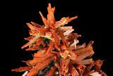 Bright Orange Crocoite Crystal Cluster - Tasmania #148527-2